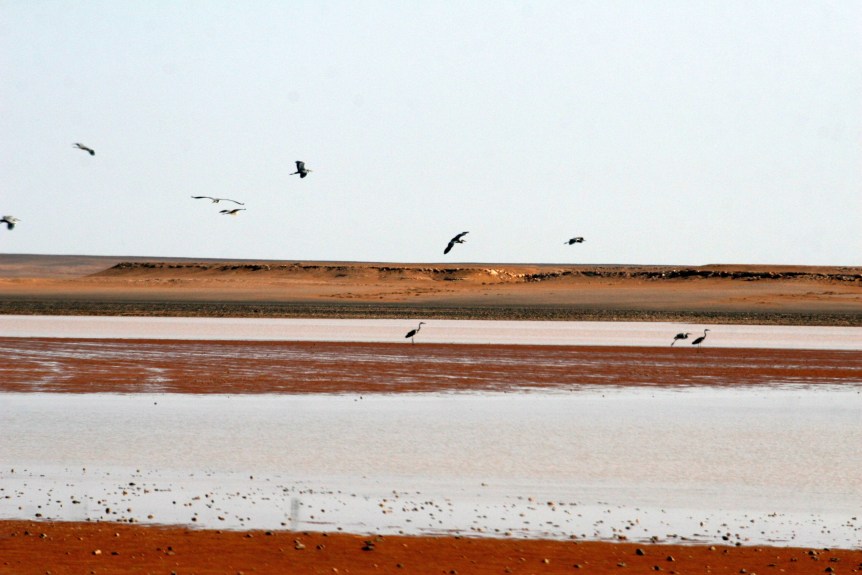 Qe'an As-Siq 2009 (1)