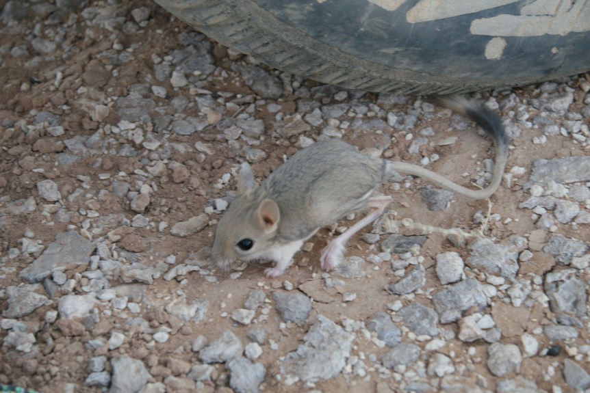 Wadi Abu Tulaiyha 207